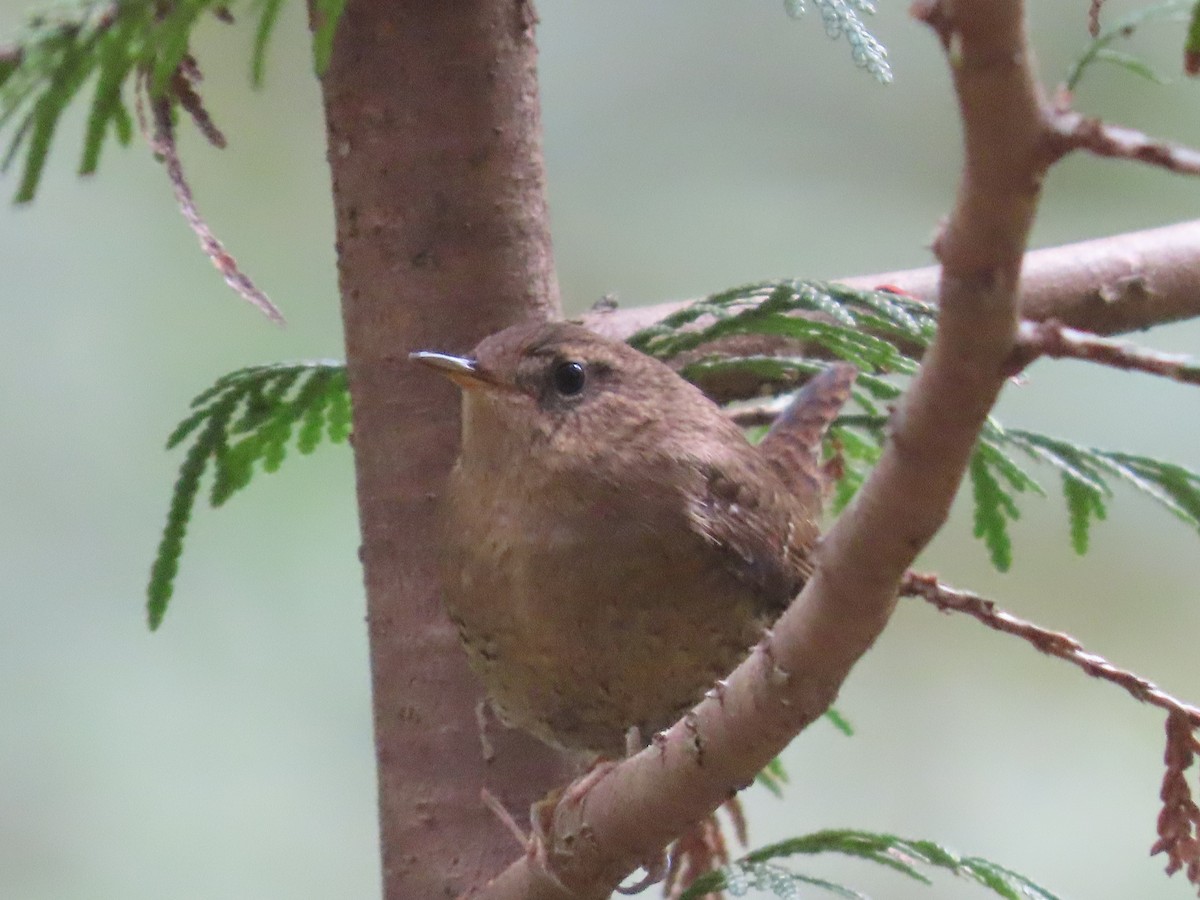 Pacific Wren - ML617367874