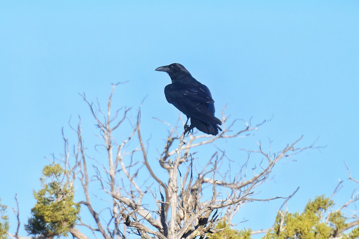 Common Raven - ML617367919