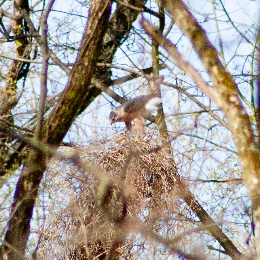 Cooper's Hawk - ML617367937