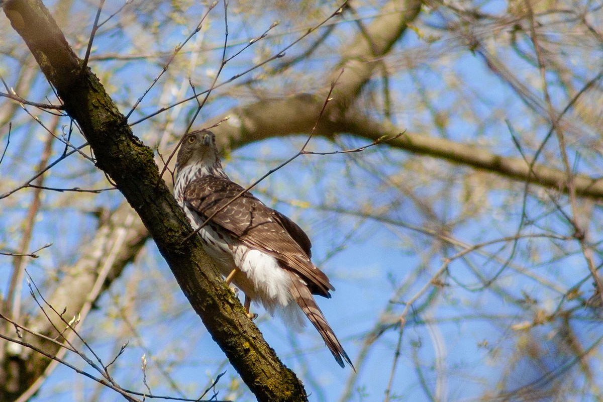 Cooper's Hawk - ML617367938