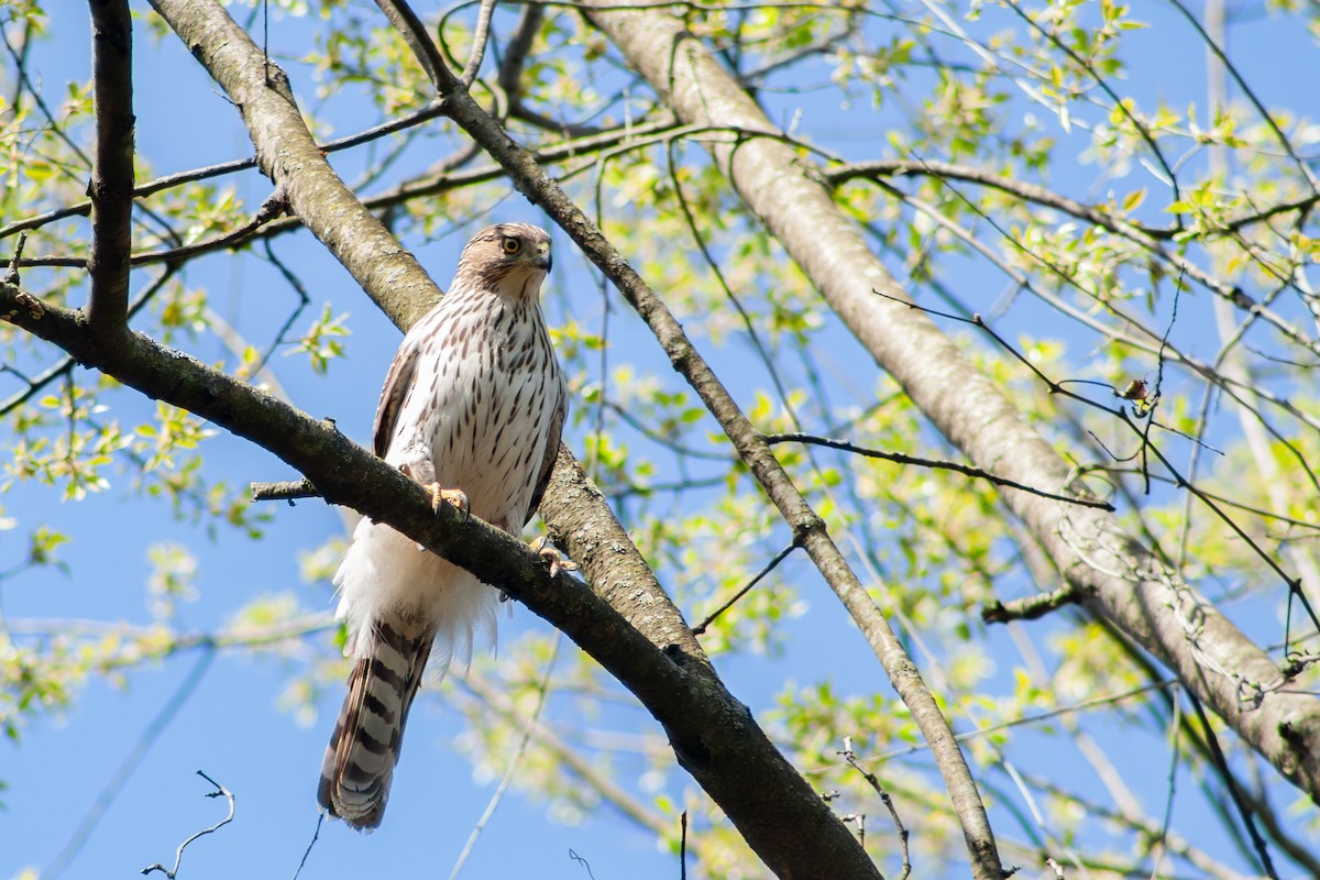Cooper's Hawk - ML617367939