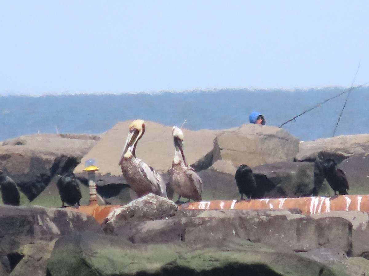 Brown Pelican - Debra Ferguson