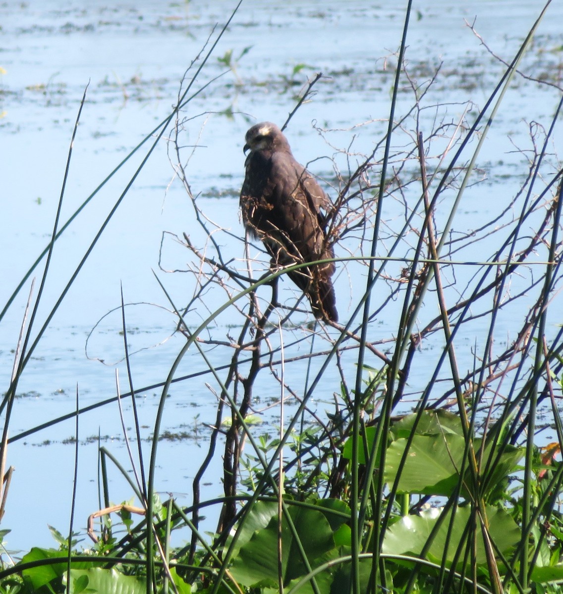 Snail Kite - Bob Packard