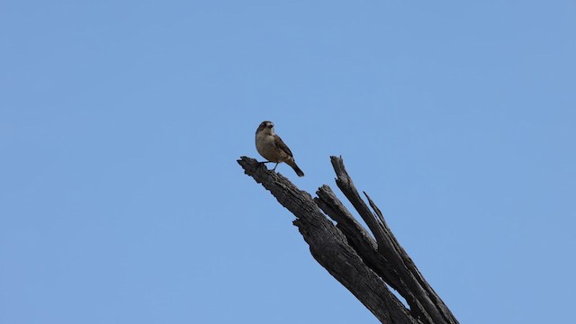 Southern Whiteface - ML617368074