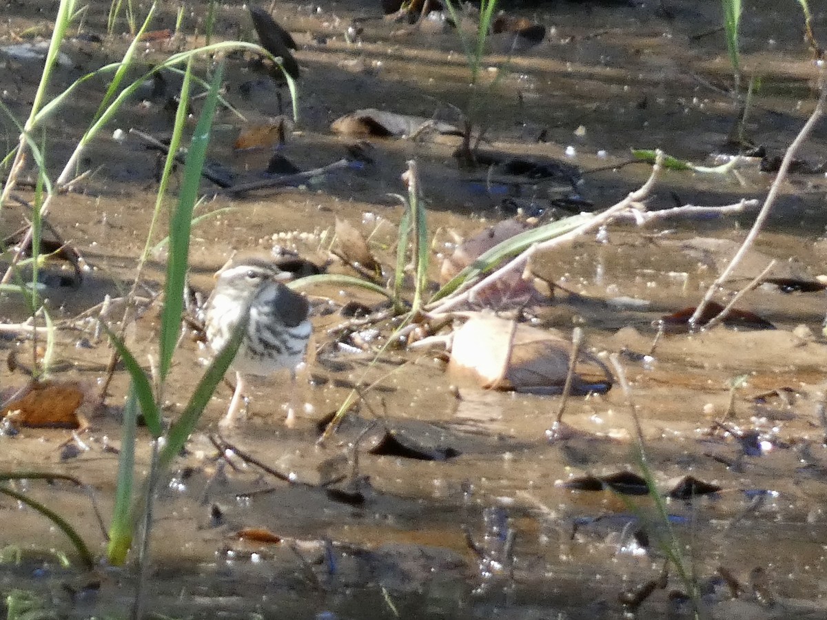 Louisiana Waterthrush - Kerry Eckhardt