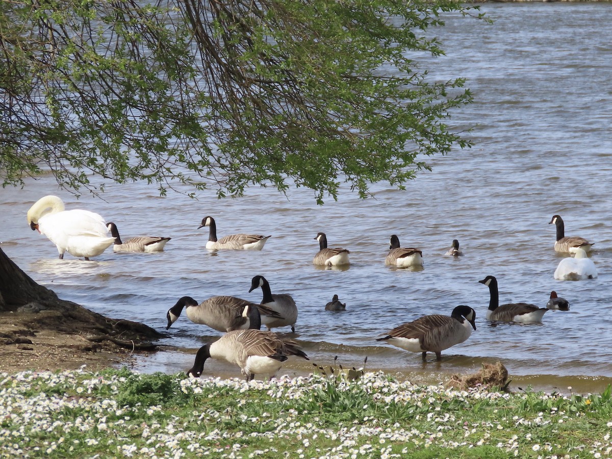 Canada Goose - christopher stuart elmer