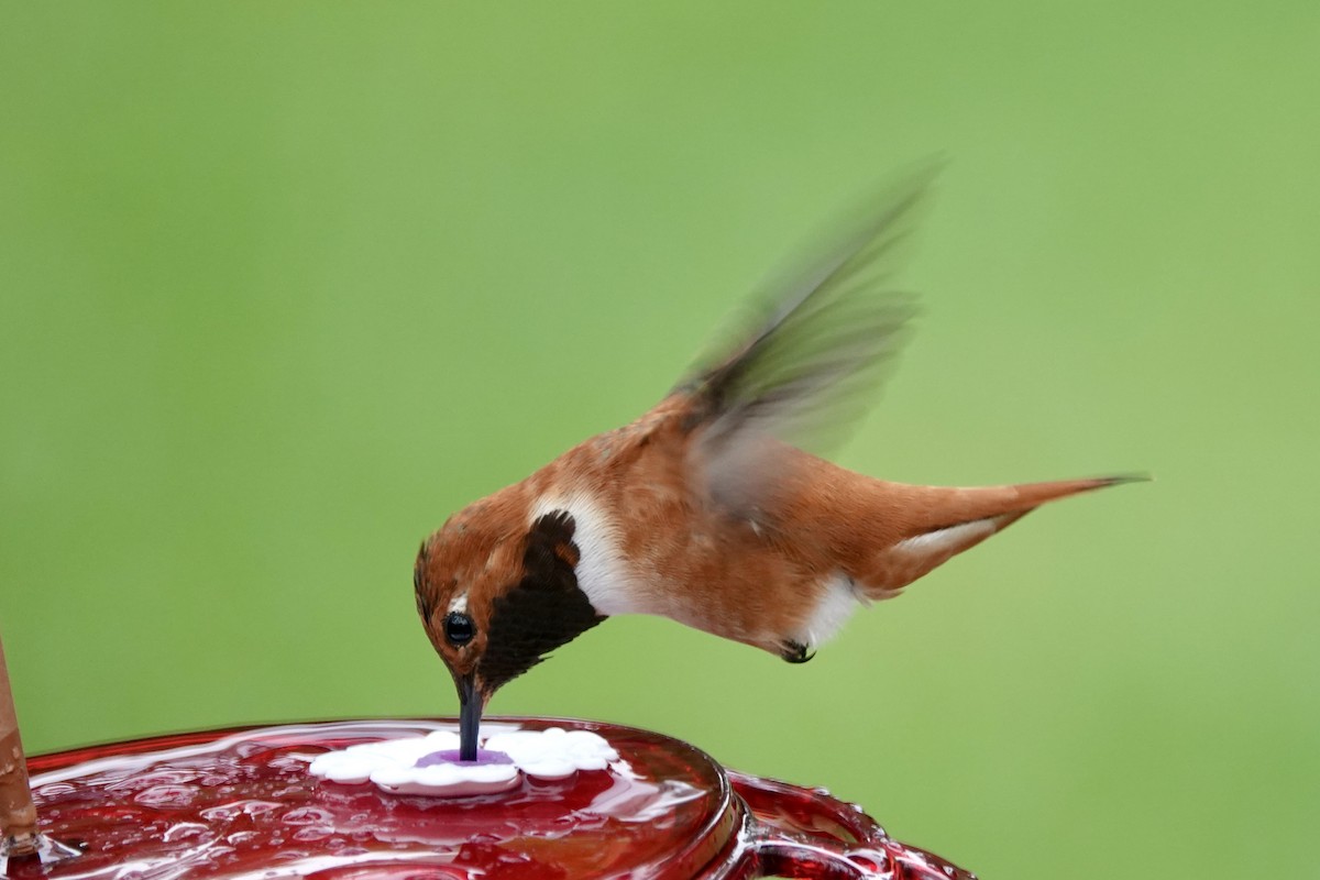 Rufous Hummingbird - Kenneth Sobon