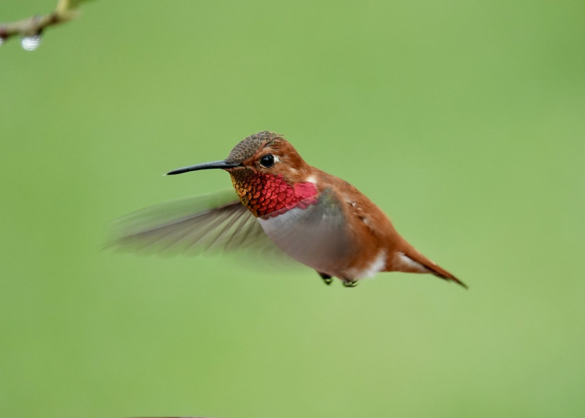 Rufous Hummingbird - Kenneth Sobon