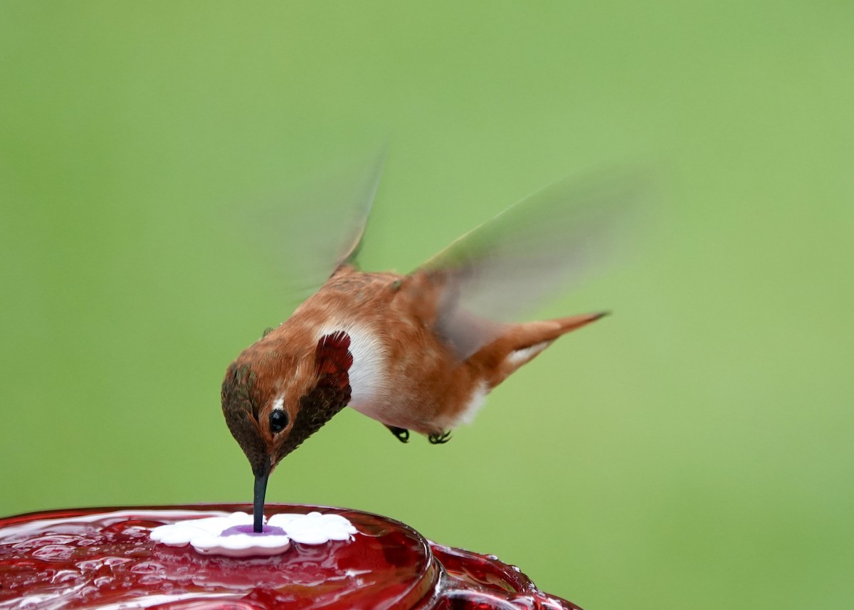 Rufous Hummingbird - Kenneth Sobon