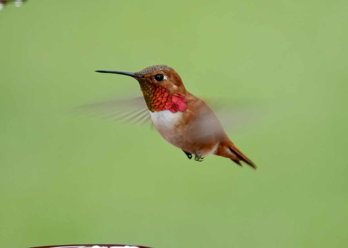 Rufous Hummingbird - Kenneth Sobon