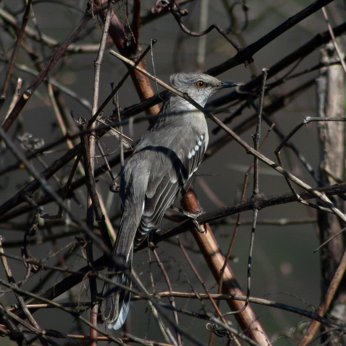 Northern Mockingbird - ML617368173