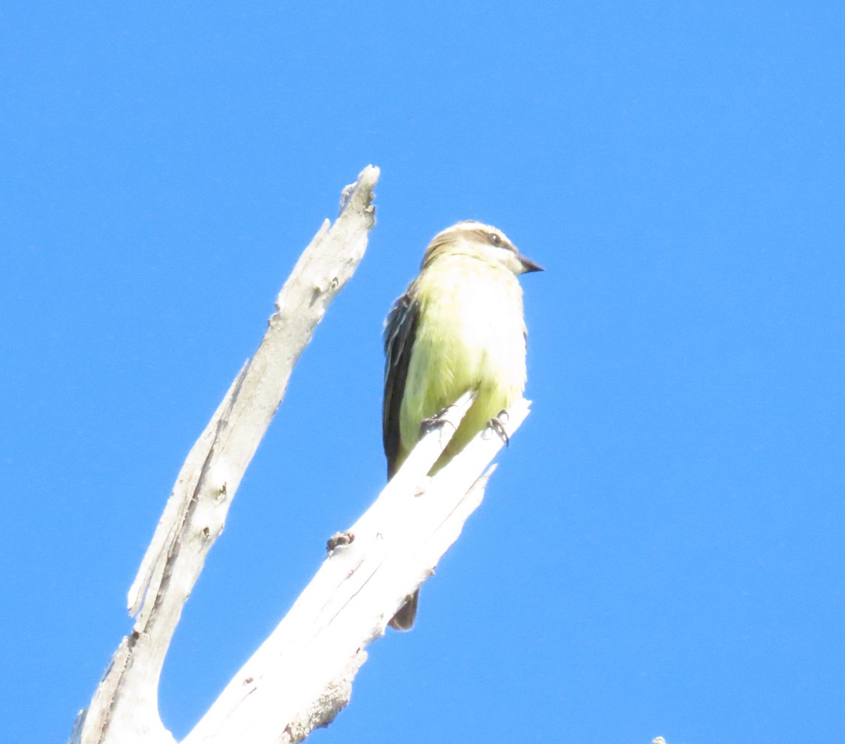 Piratic Flycatcher - Susan Daughtrey