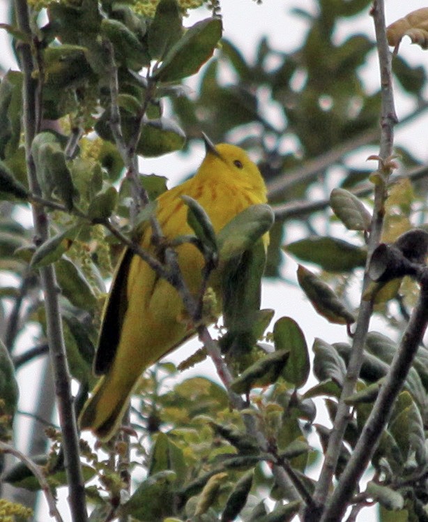 Paruline jaune - ML617368196