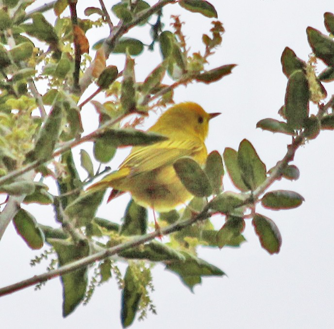 Paruline jaune - ML617368210