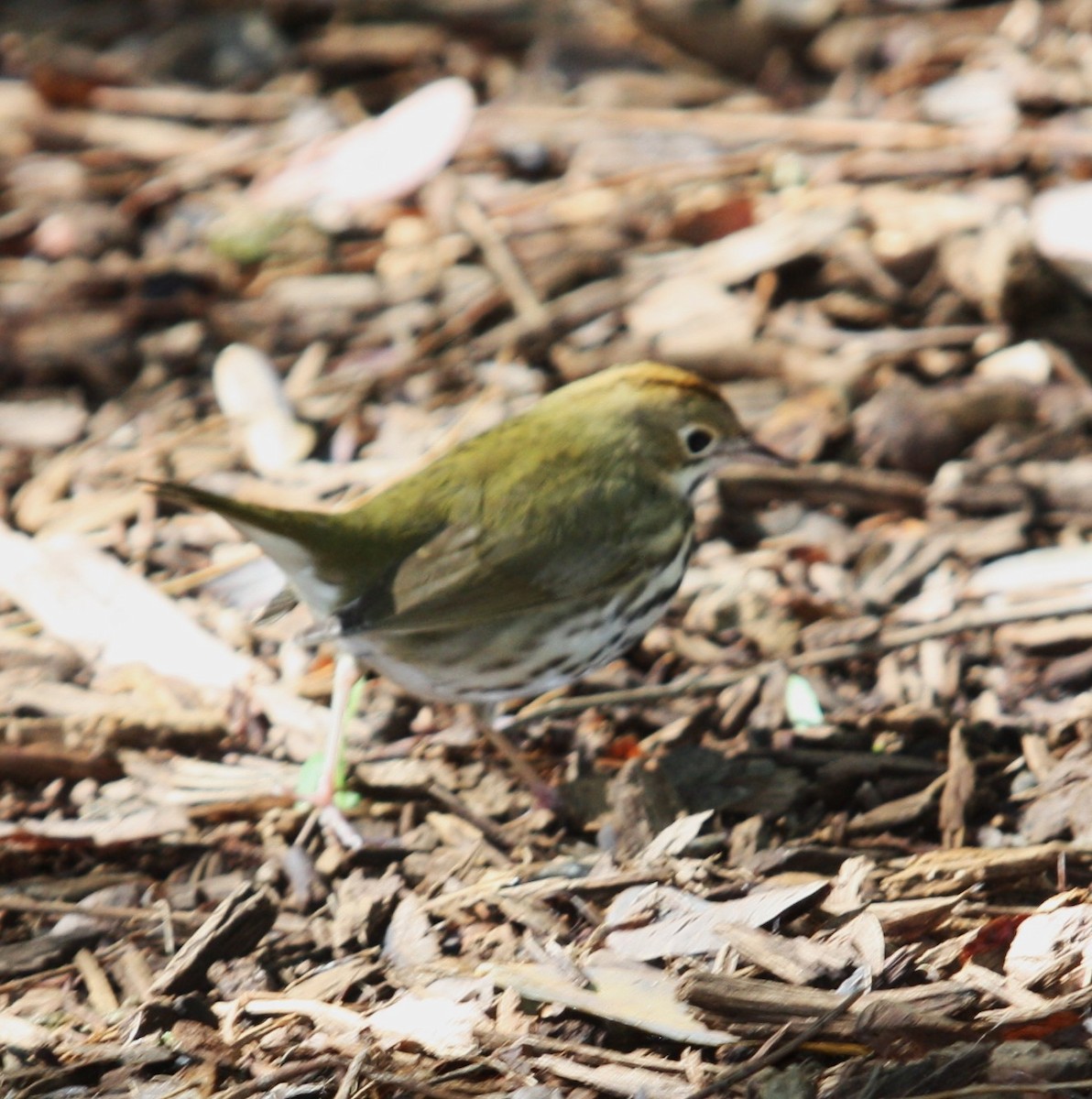 Ovenbird - ML617368227