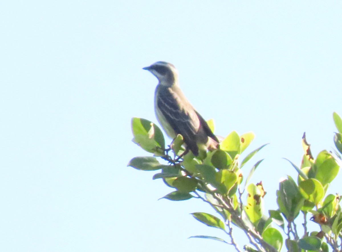 Piratic Flycatcher - Susan Daughtrey