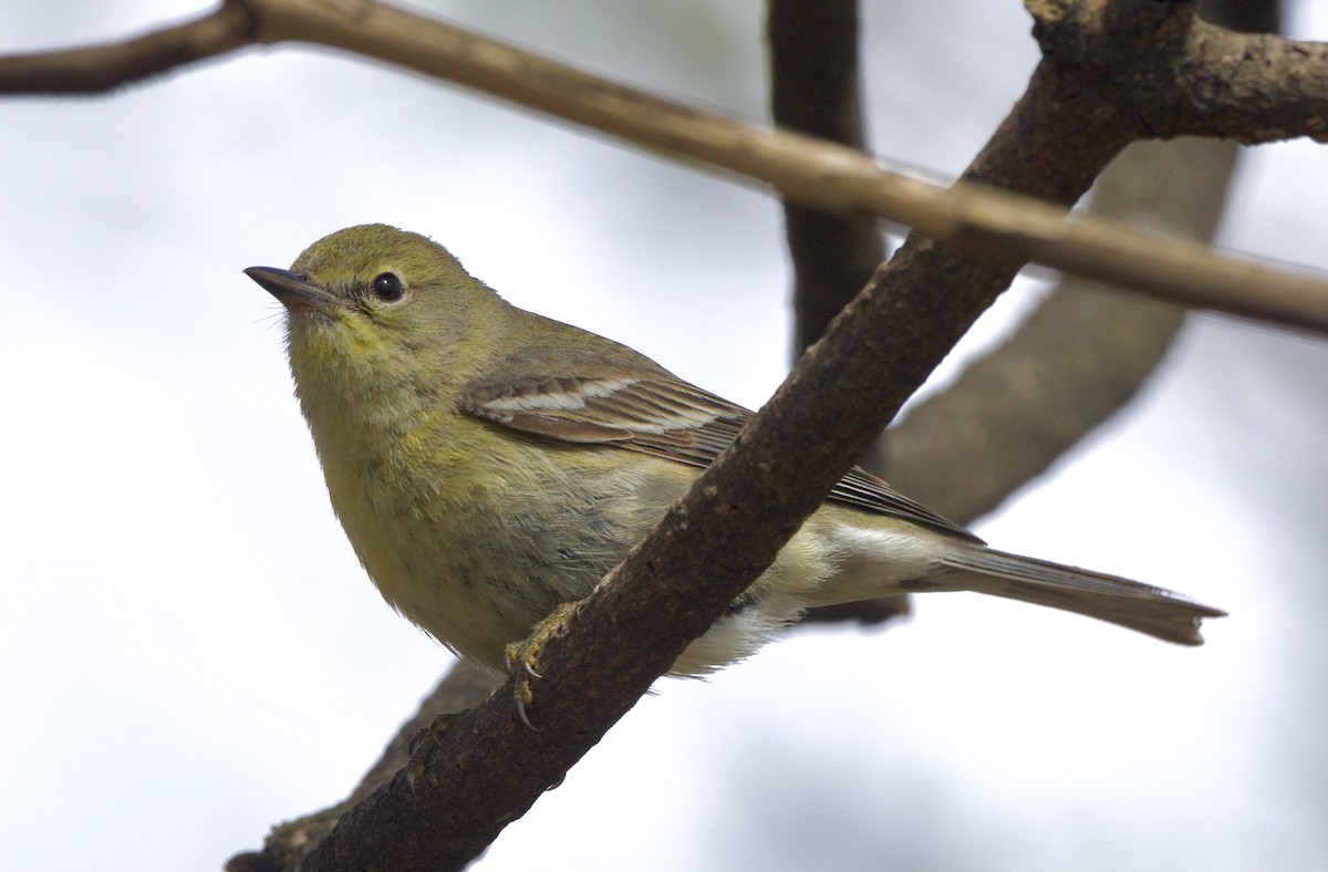 Pine Warbler - Linda Ankerstjerne Olsen