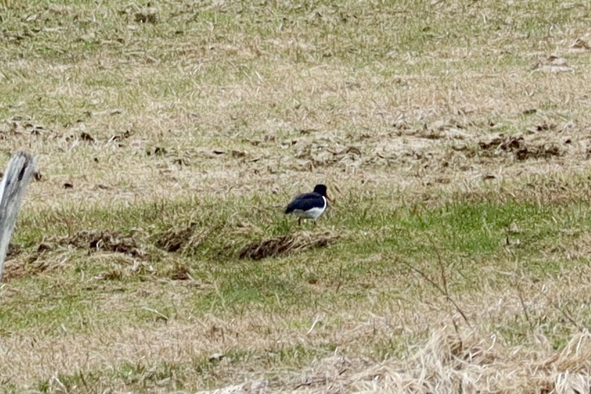Eurasian Oystercatcher - ML617368273