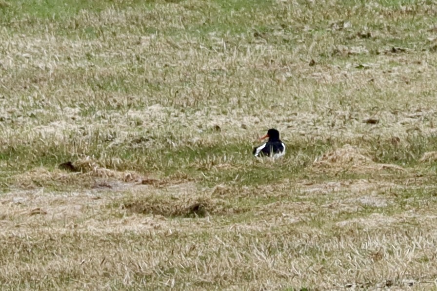 Eurasian Oystercatcher - ML617368275