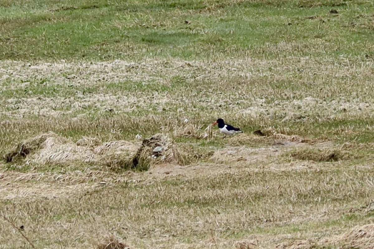 Eurasian Oystercatcher - ML617368277