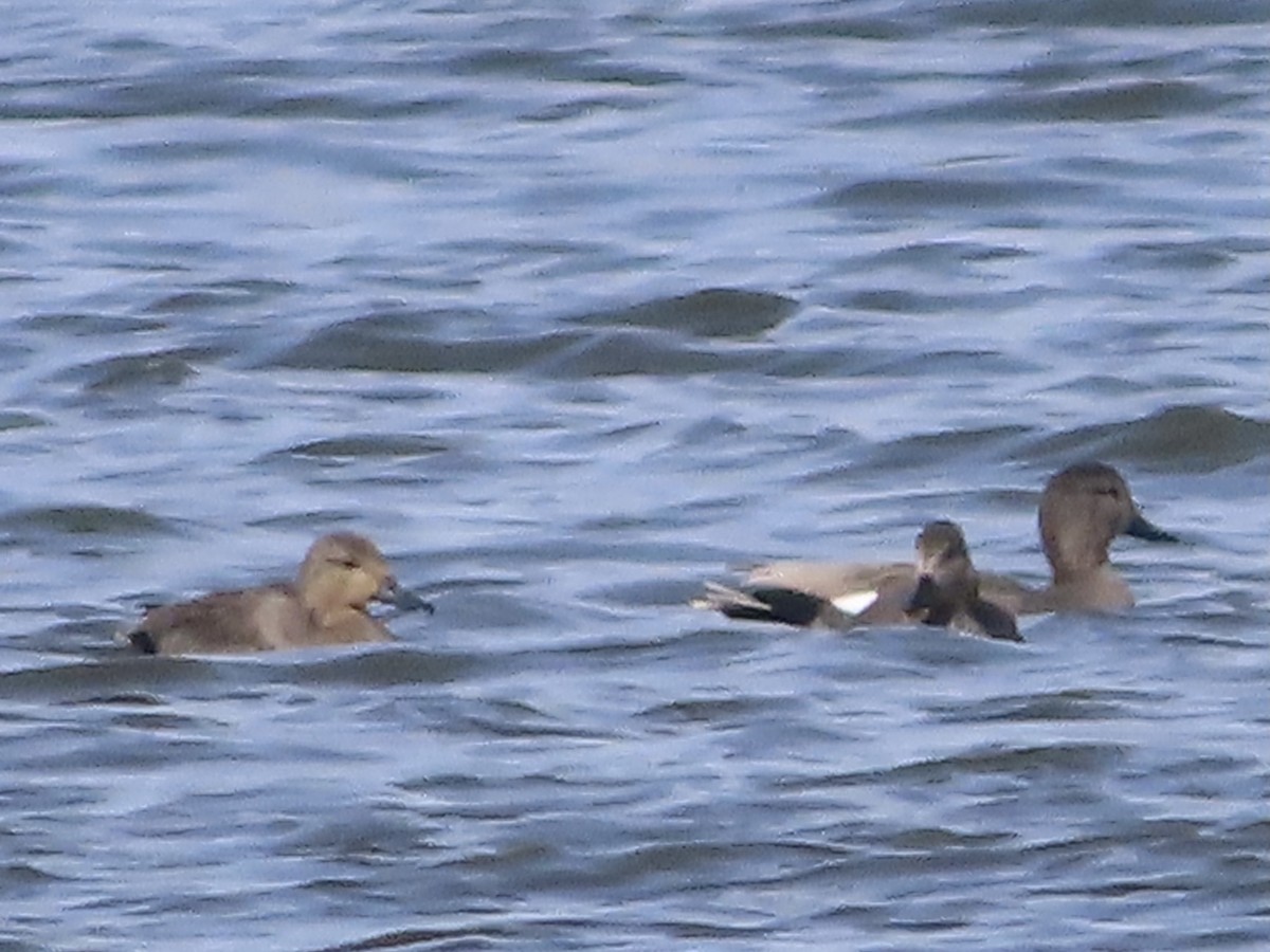 Gadwall - christopher stuart elmer