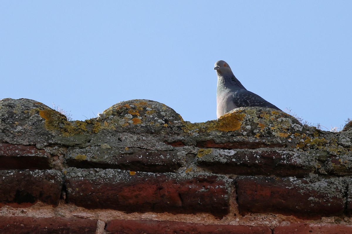 Rock Pigeon (Feral Pigeon) - ML617368343