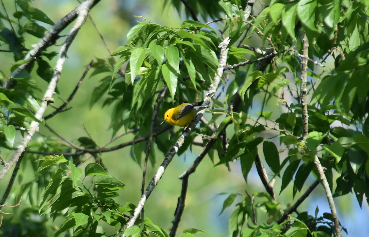 Prothonotary Warbler - ML617368374