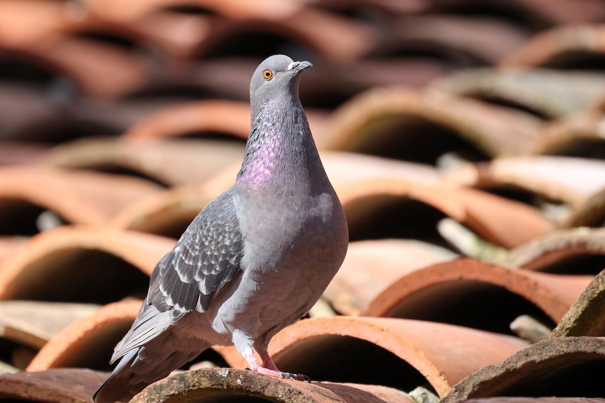 Rock Pigeon (Feral Pigeon) - ML617368524