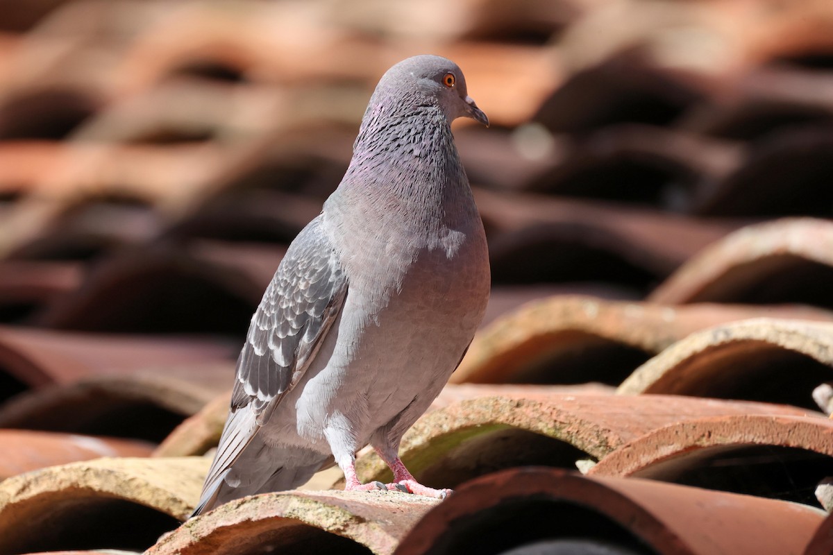 Rock Pigeon (Feral Pigeon) - ML617368529