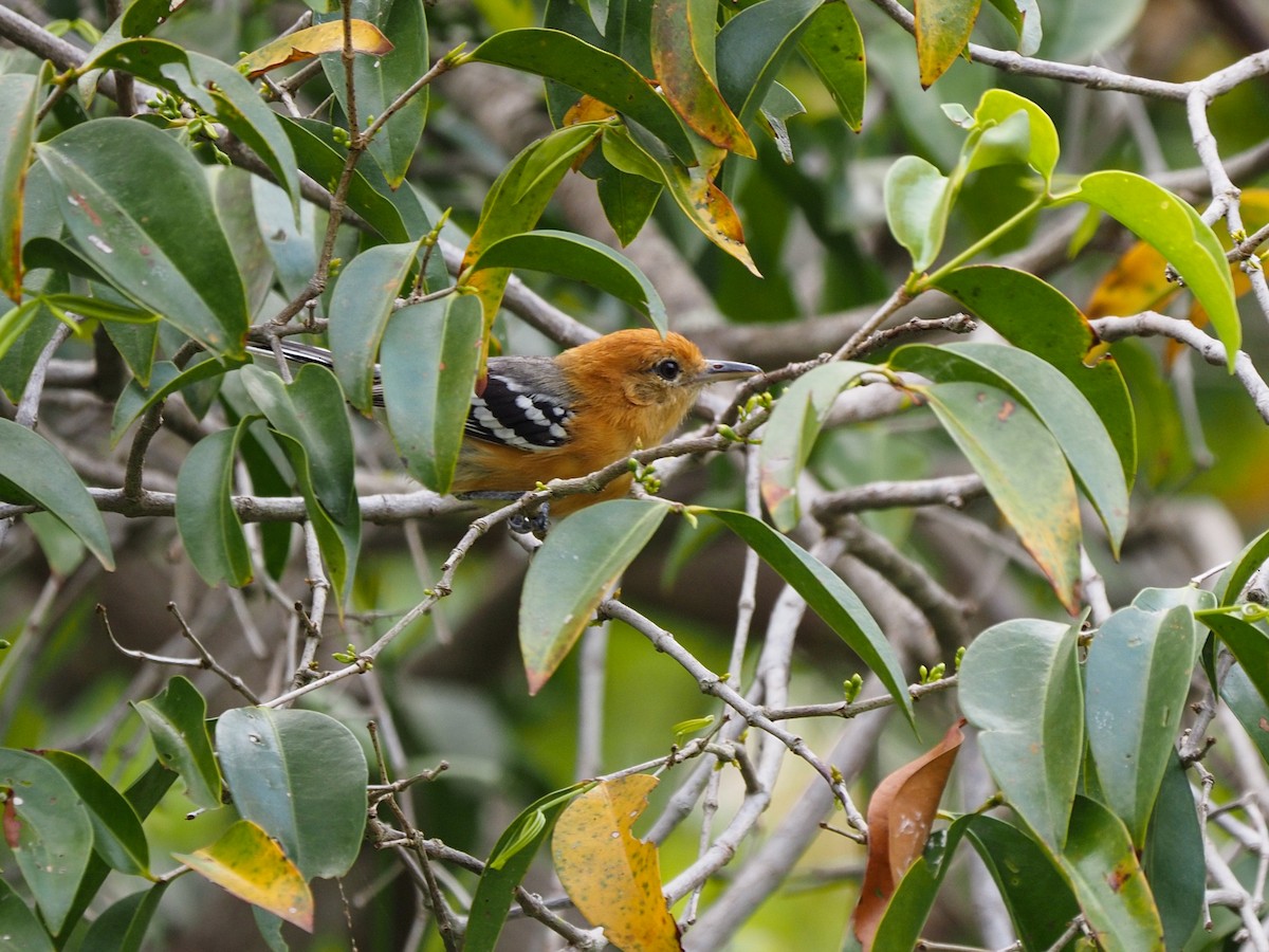 Large-billed Antwren - Anonymous