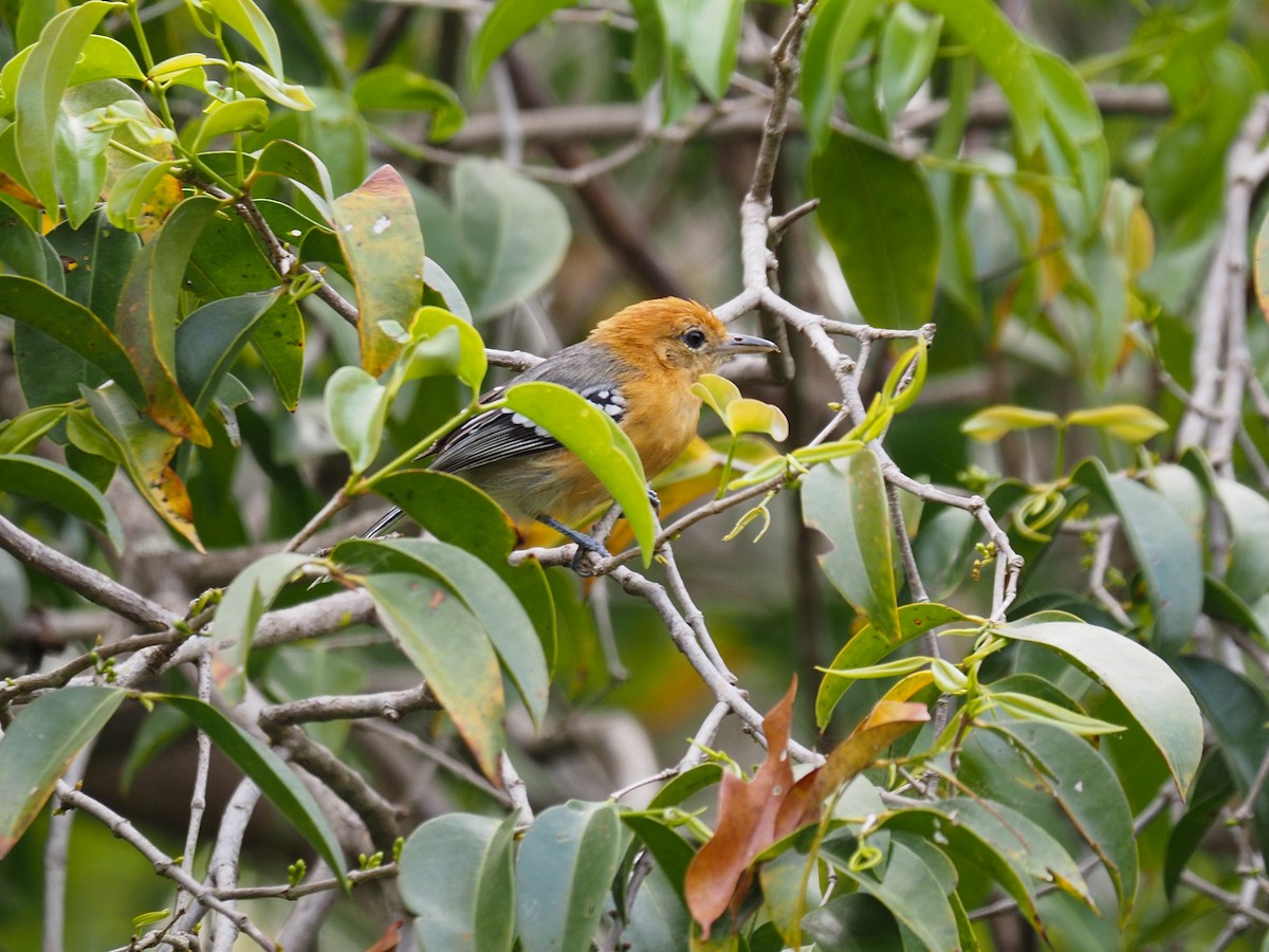 Large-billed Antwren - Anonymous