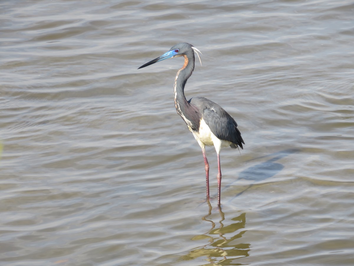 Tricolored Heron - Will Baxter-Bray