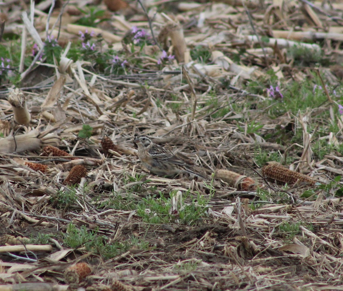 Smith's Longspur - Shelby Thomas