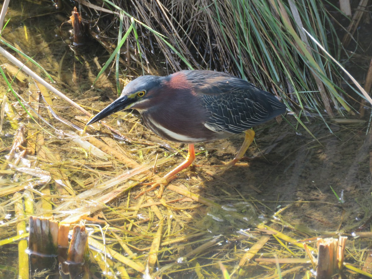 Green Heron - ML617368556