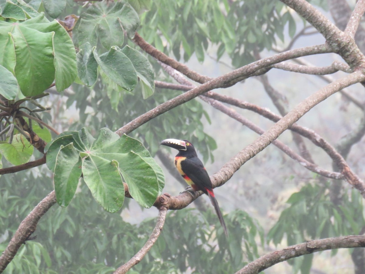 Collared Aracari - ML617368560