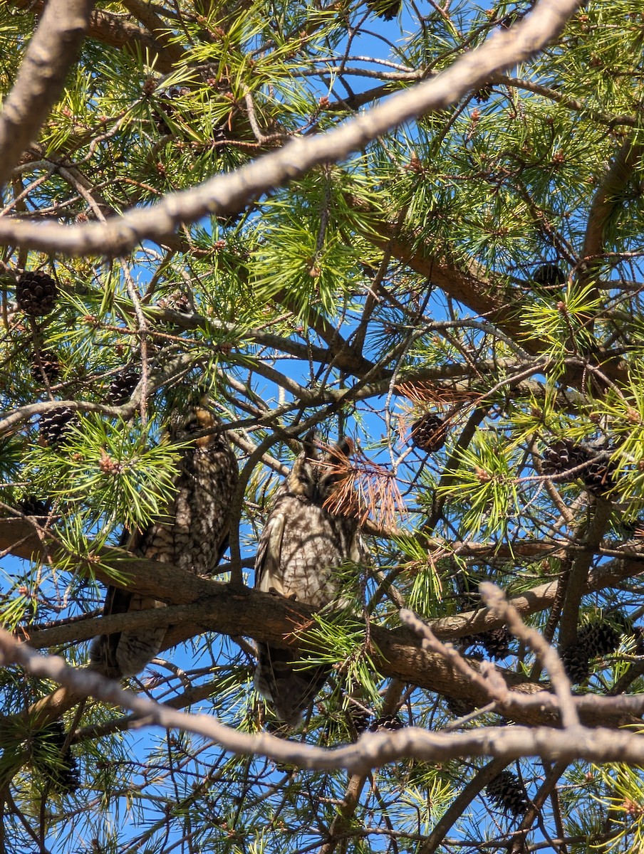Long-eared Owl - ML617368565