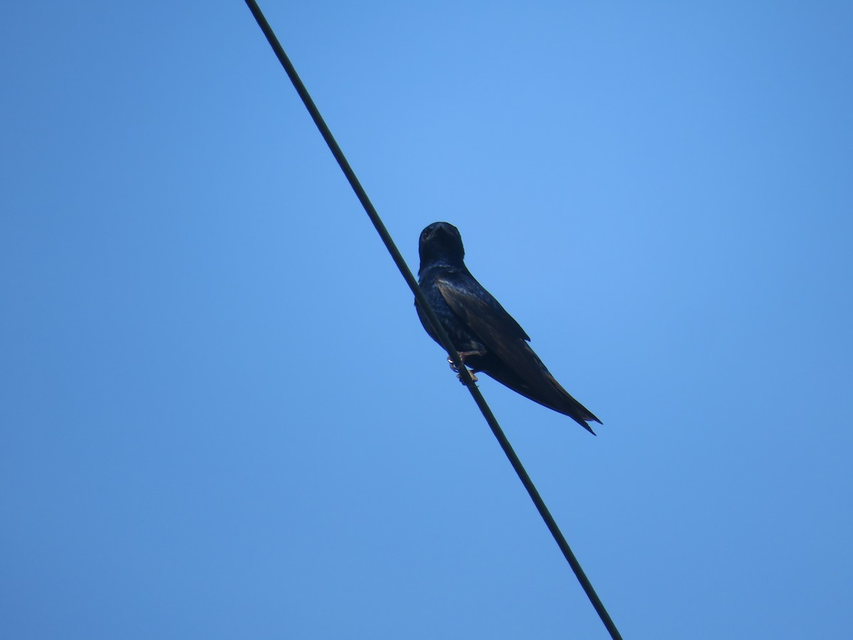 Purple Martin - ML617368584