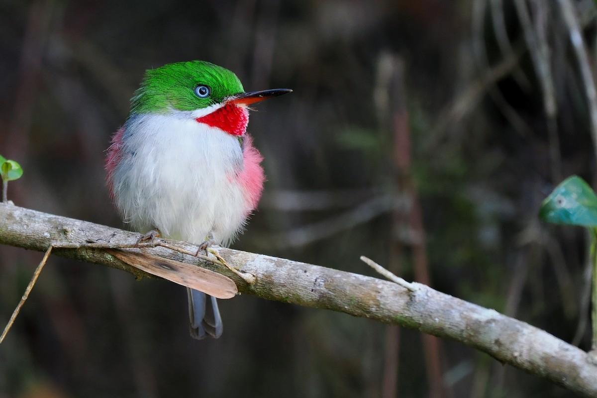 Narrow-billed Tody - Phil Chaon