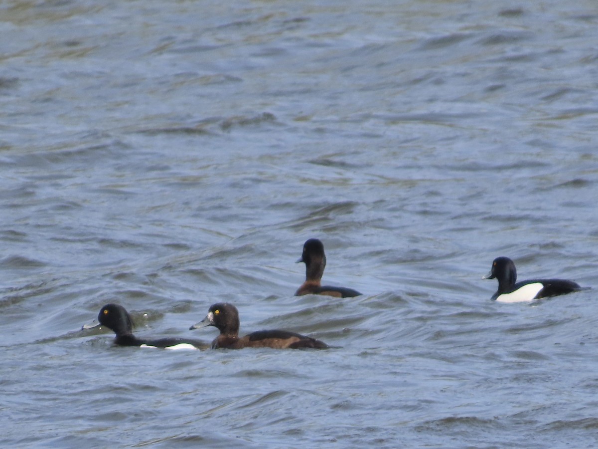 Tufted Duck - christopher stuart elmer