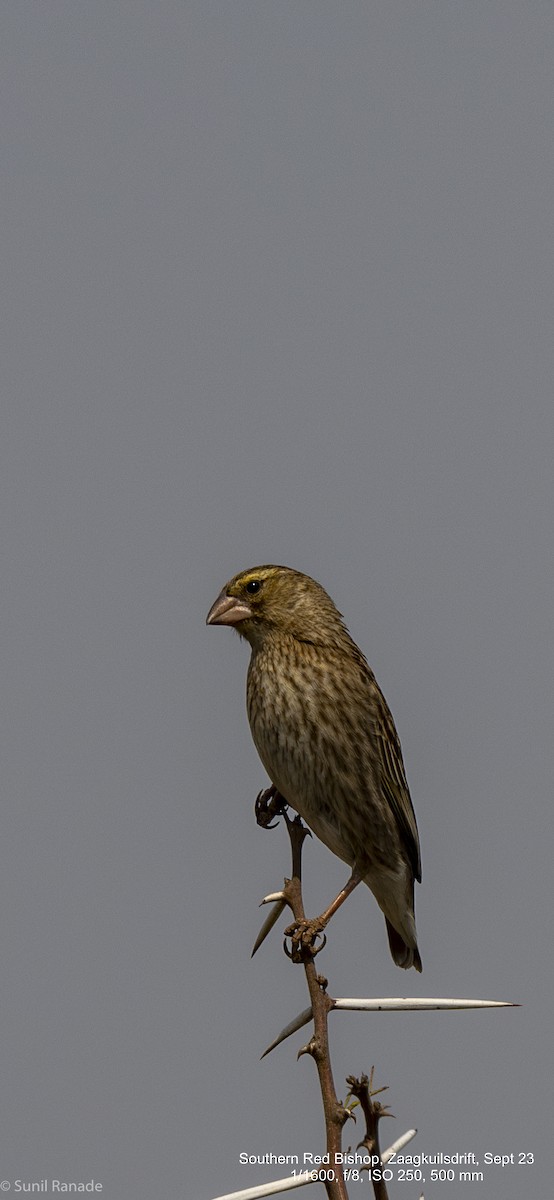 Southern Red Bishop - Sunil Ranade