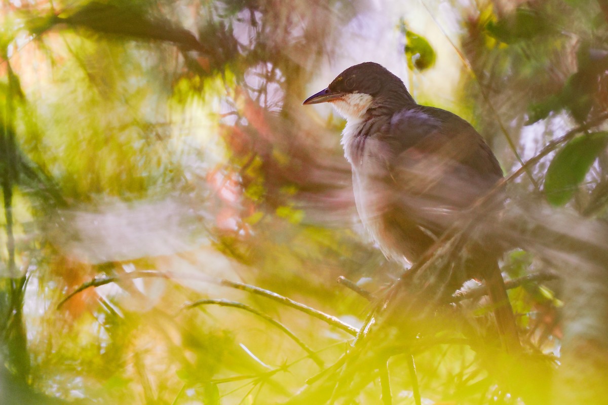 Western Chat-Tanager - ML617368747