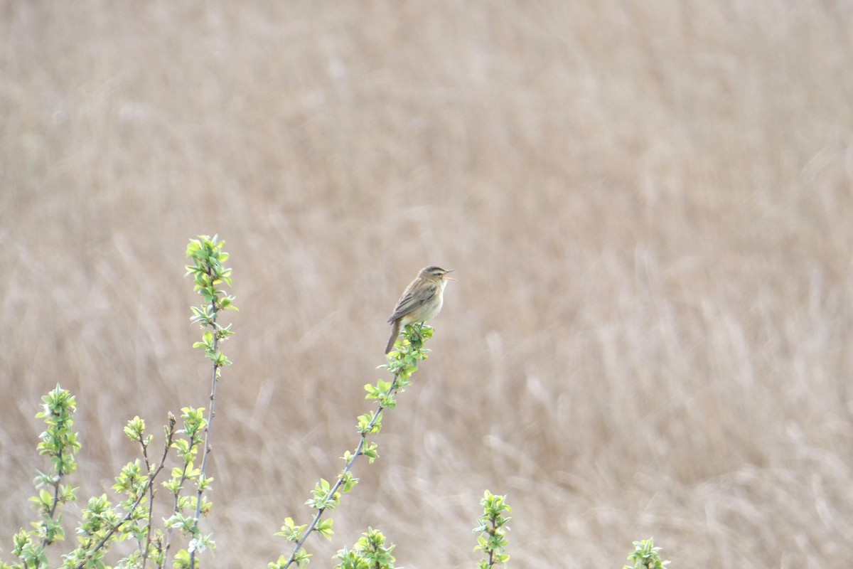 Sedge Warbler - Joseph Sigrist