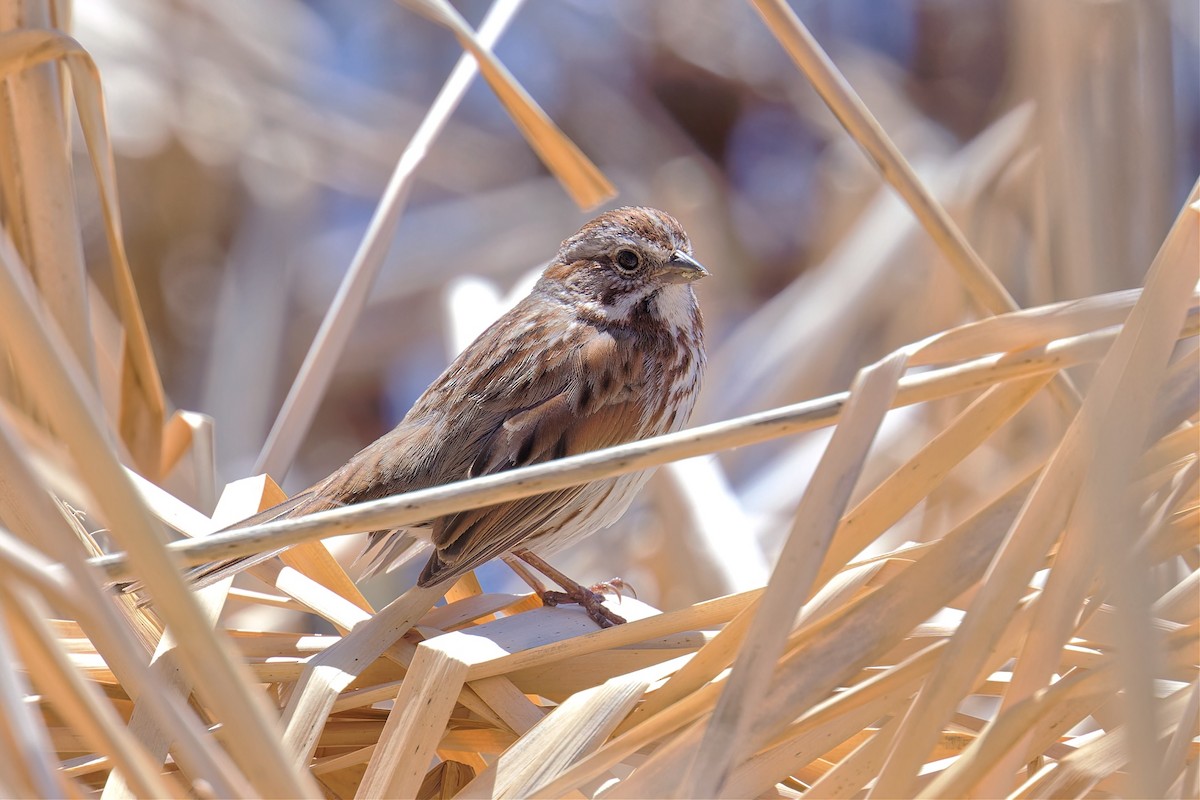 Song Sparrow - ML617368792