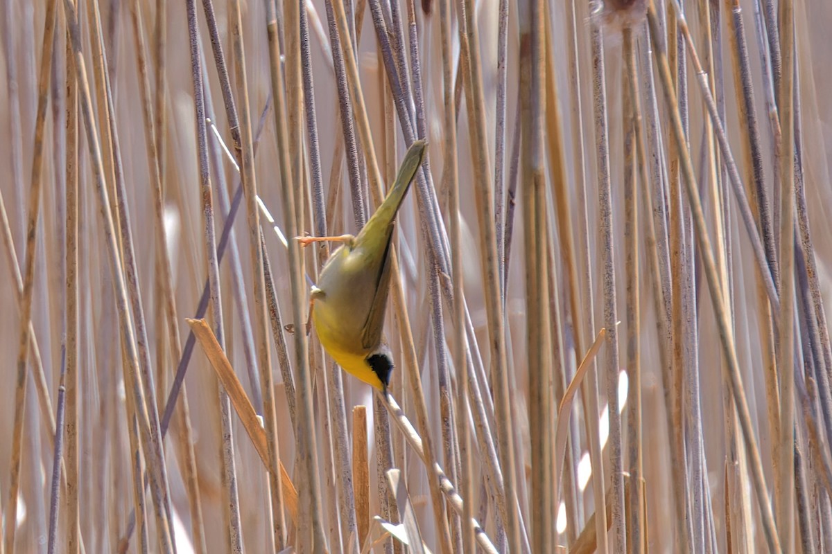 Common Yellowthroat - ML617368804