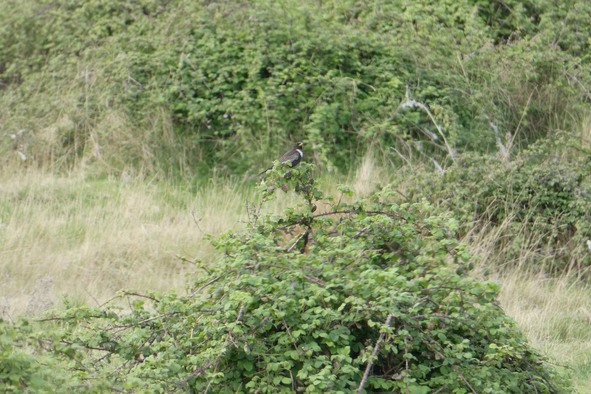 Ring Ouzel - Joseph Sigrist