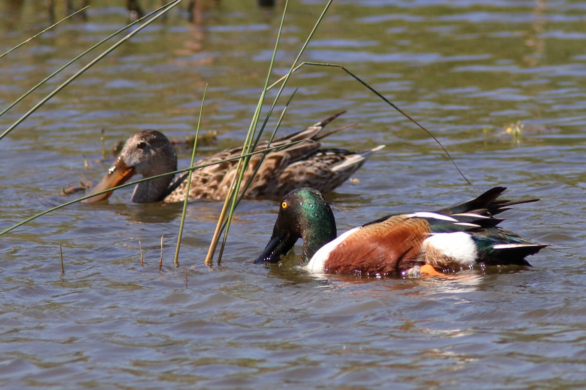 Canard souchet - ML617368819