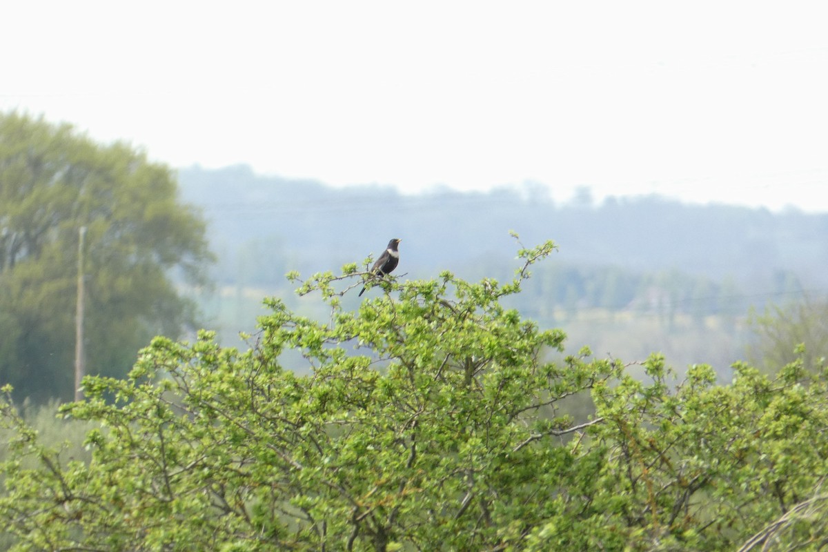 Ring Ouzel - Joseph Sigrist