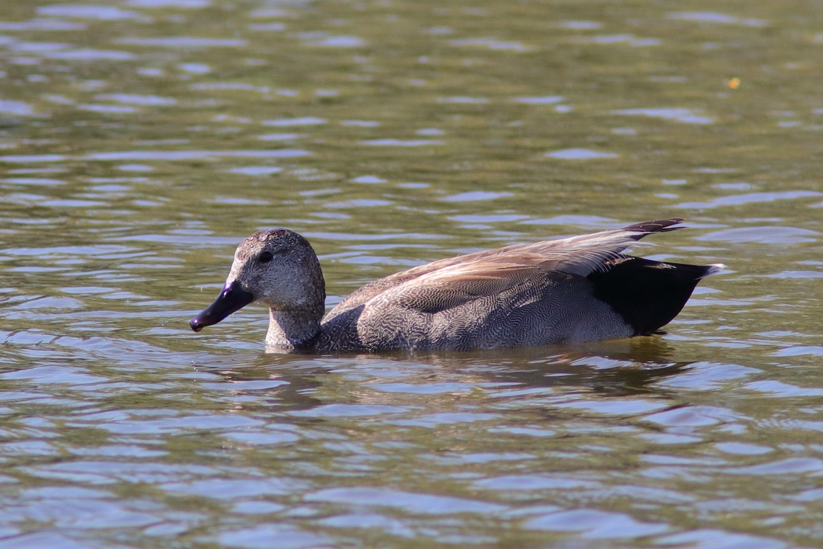 Gadwall - ML617368829