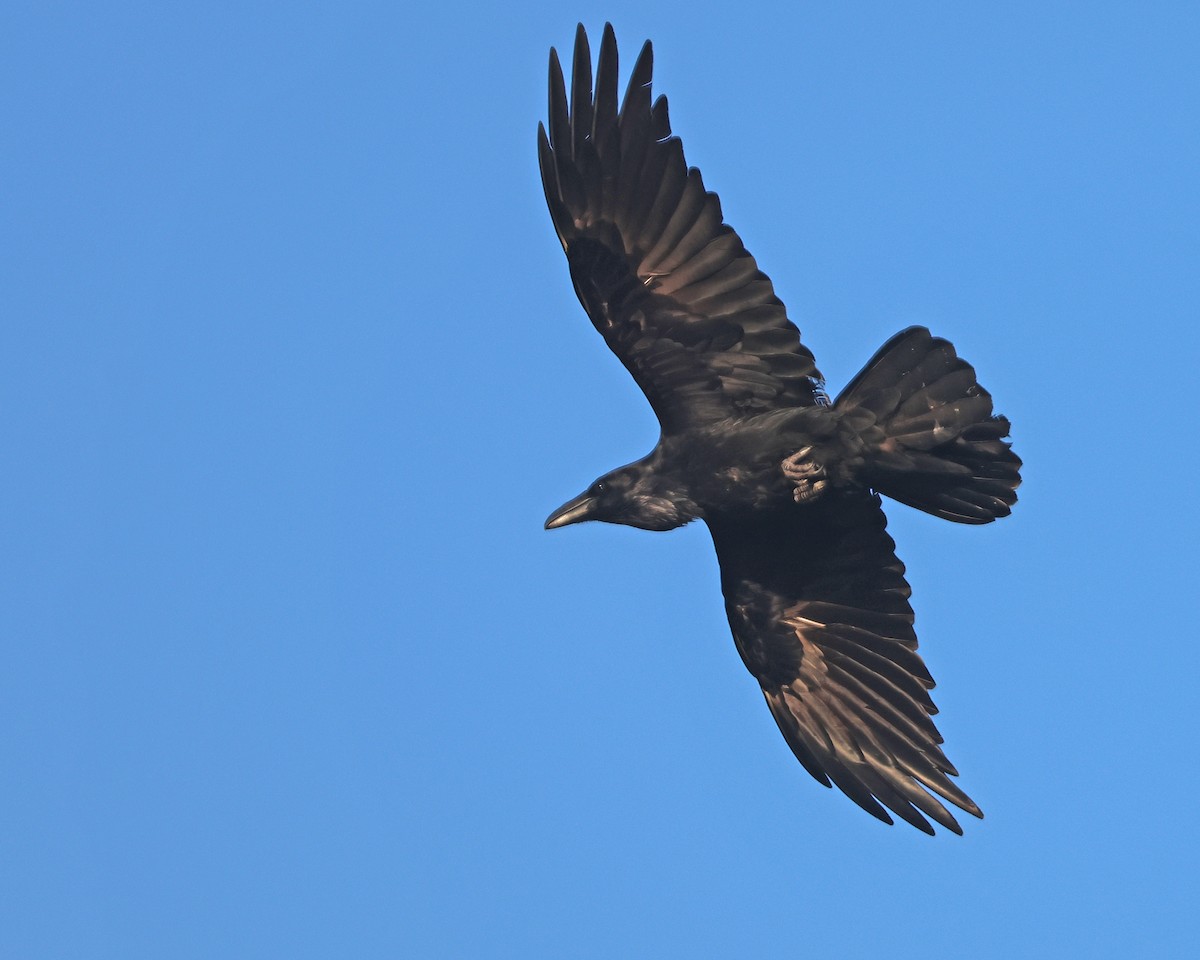 Common Raven - ML617368833