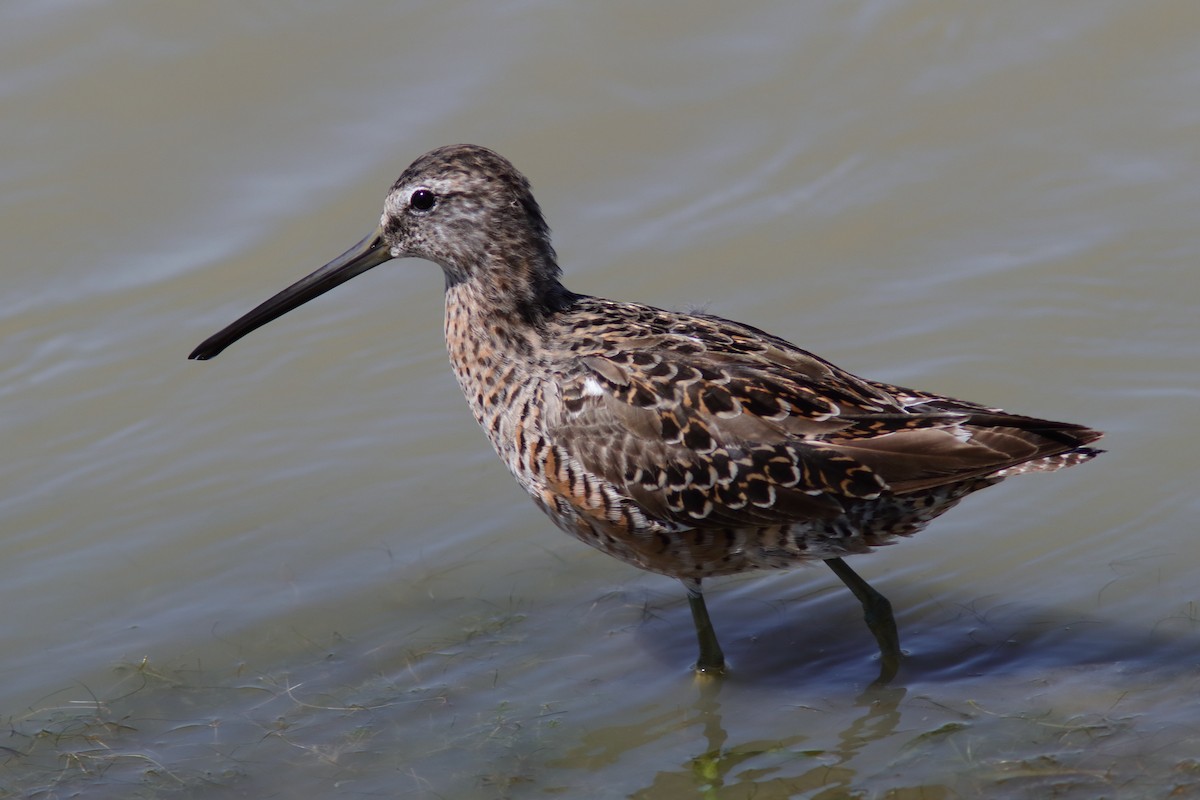 Long-billed Dowitcher - ML617368864
